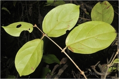Aspidopterys canarensis